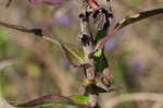 New England aster